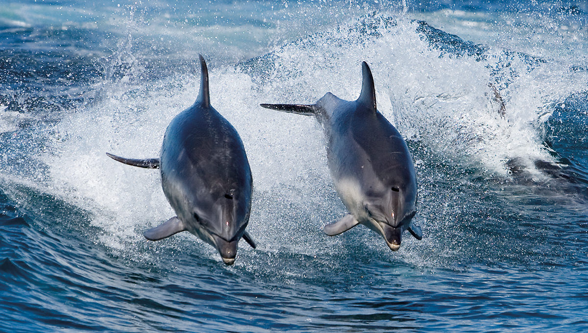 Dolphins sighted near Bruny Island